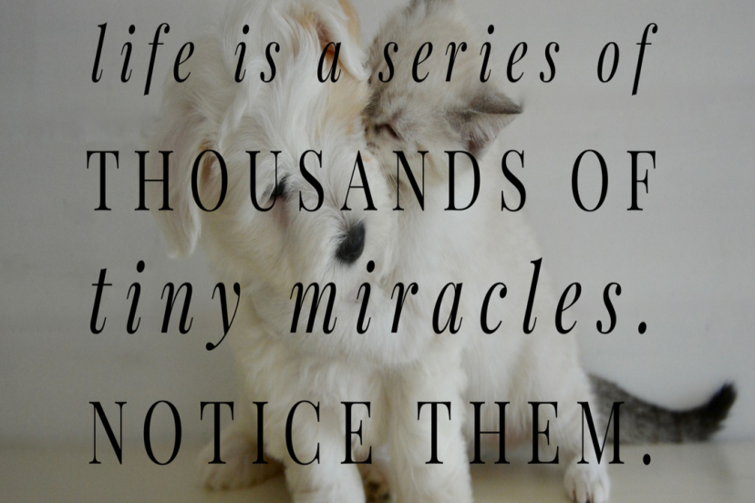 miracle quote